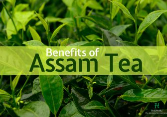 The Assam Tea: Curing All Your Diseases