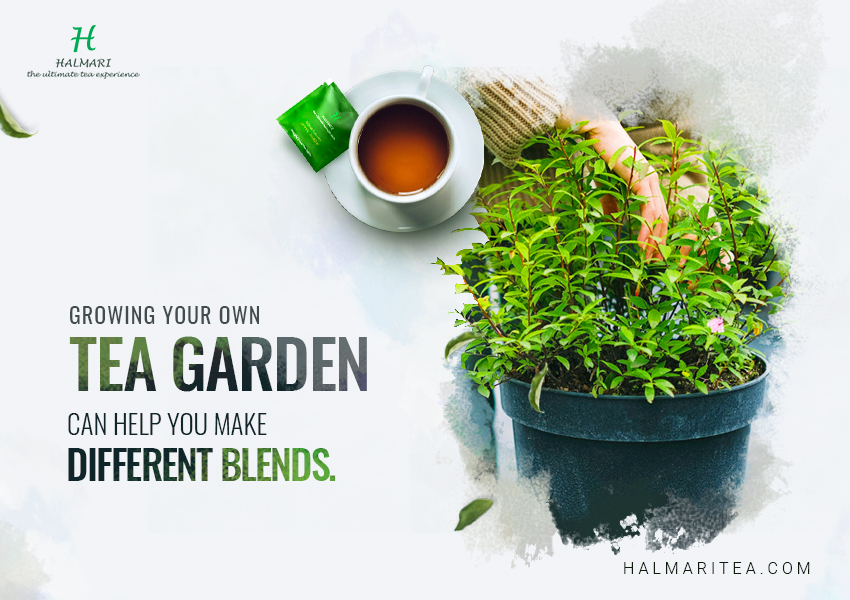 How to Grow and Make Your Own Tea