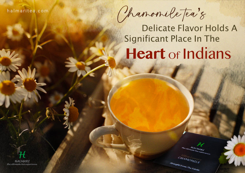 Chamomile tea’s delicate flavor holds a significant place in the heart of Indians