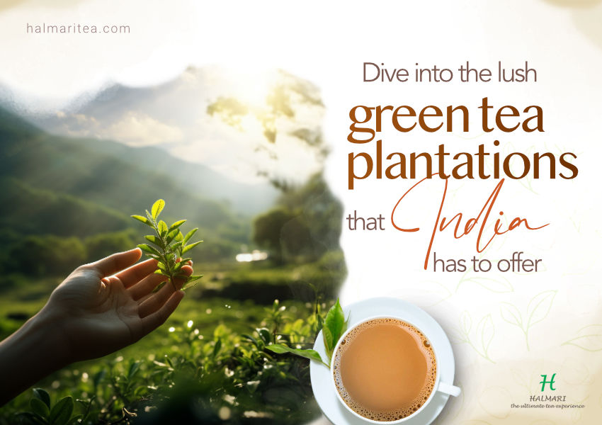 tea plantations in india